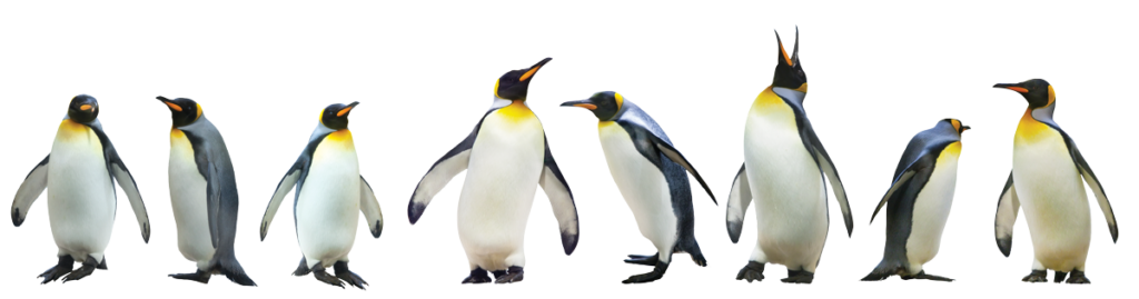 Idealogy Marketing Stand Out Penguins